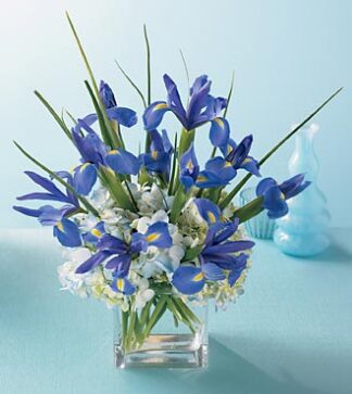 Elegant Iris
