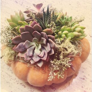 Succulent Pumpkin