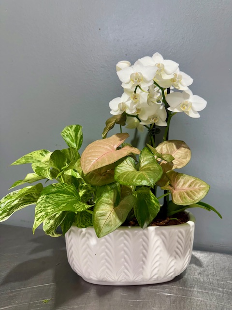 Petite Serenity Orchid Garden