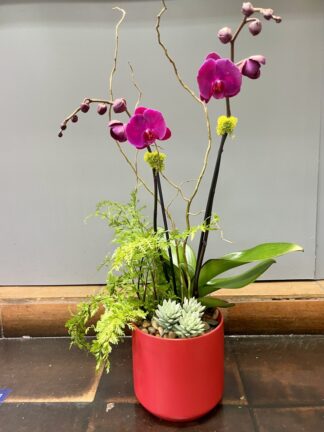 Lunar Orchid