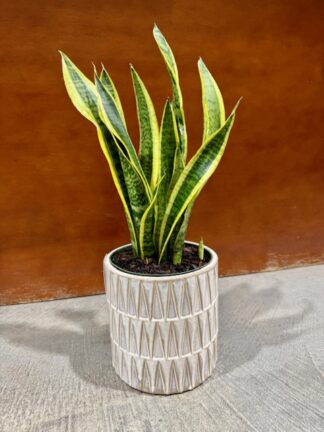 Mother-in-law's tongue plant