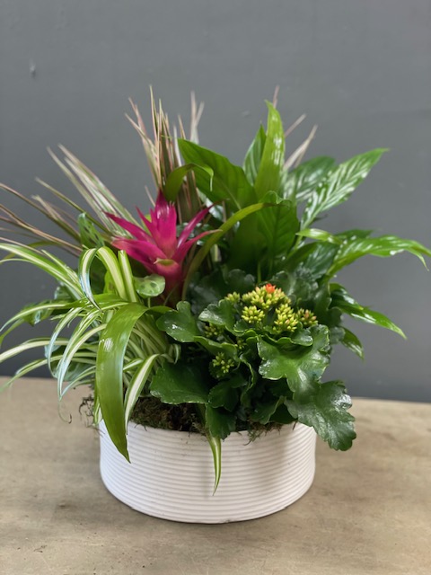 Tropical Oasis Planter