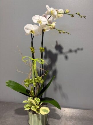 Lucky Charm Orchid