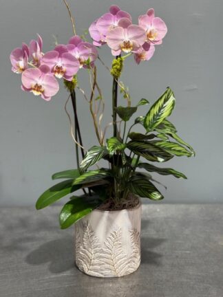 Soft Pink Orchid Planter