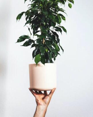Ficus Tree