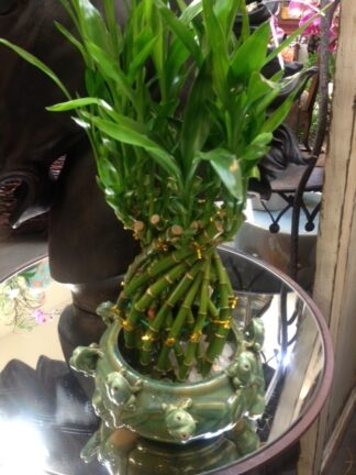 Pineapple Lucky Bamboo
