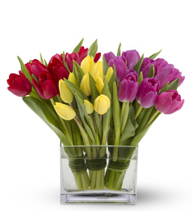 Tulips Together