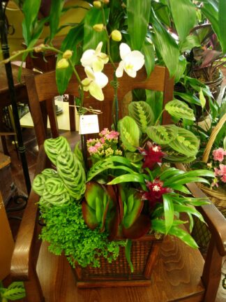 Premium Orchid Planter