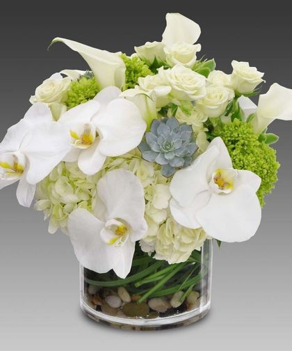 Orchid Fresh Beauty