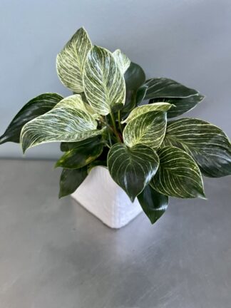 Birkin Plant