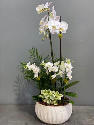 Elegant Orchid Harmony planter