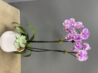 Orchid Feature of the Month | Lavender Whisper Orchid Garden