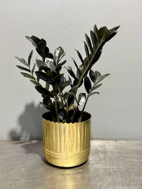 Raven ZZ Plant