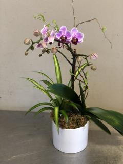 Petite Orchid Plant
