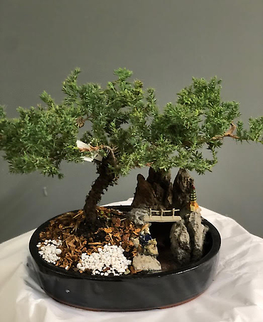 Juniper and Pond Bonsai