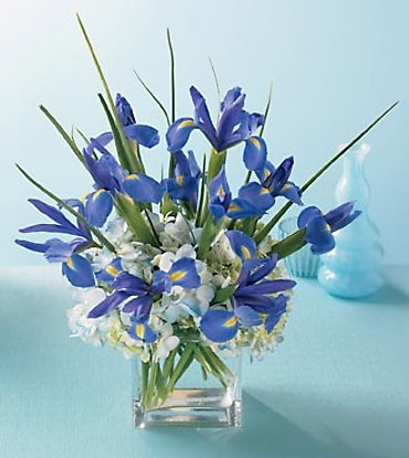 Elegant Iris