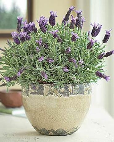 Lavender Plant