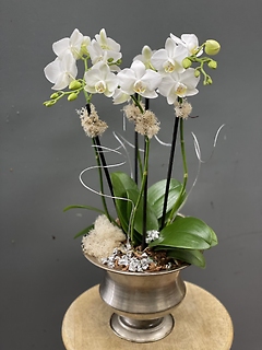 Classy Petite Orchids