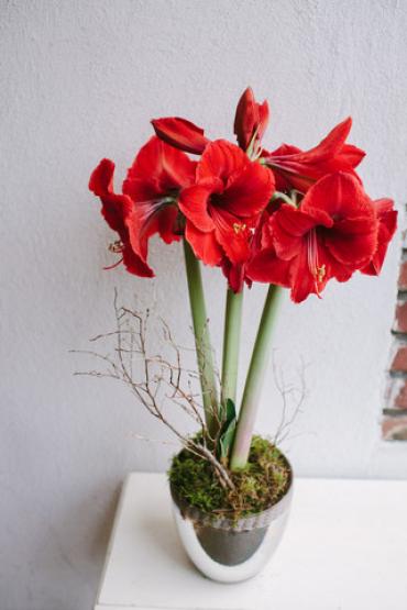 Amaryllis Plant