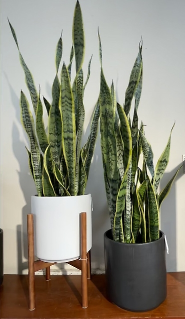 Large Snake Plant in black or white ceramic