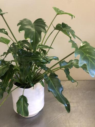 Philodendron Plant