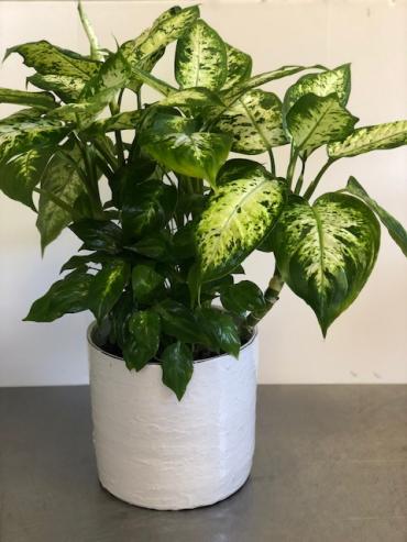 Dieffenbachia plant