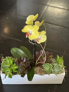 Yellow Orchid succulent planter