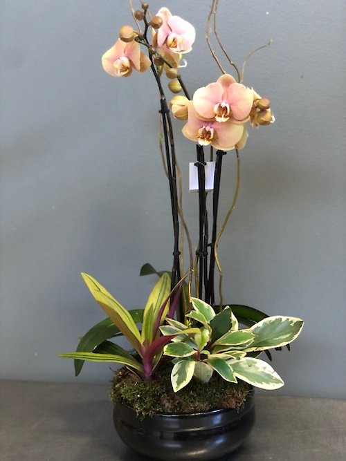 Peach Orchid Planter