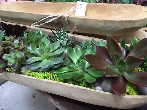 Succulent Planter in Wooden Bowl