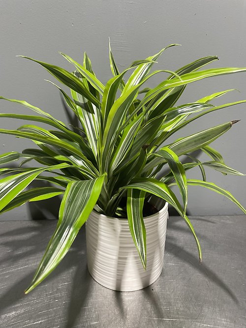 Lemon Lime Dracaena