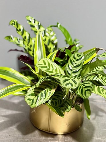 Golden Harmony Planter