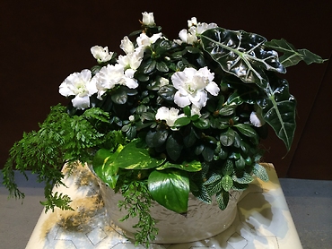 Azalea Planter