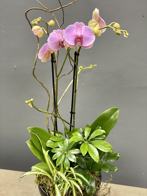 Purple Orchid Planter