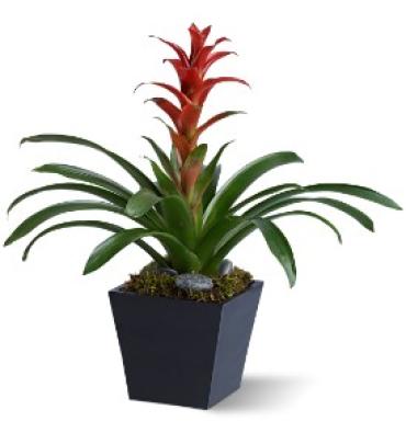 Bright Bromeliad