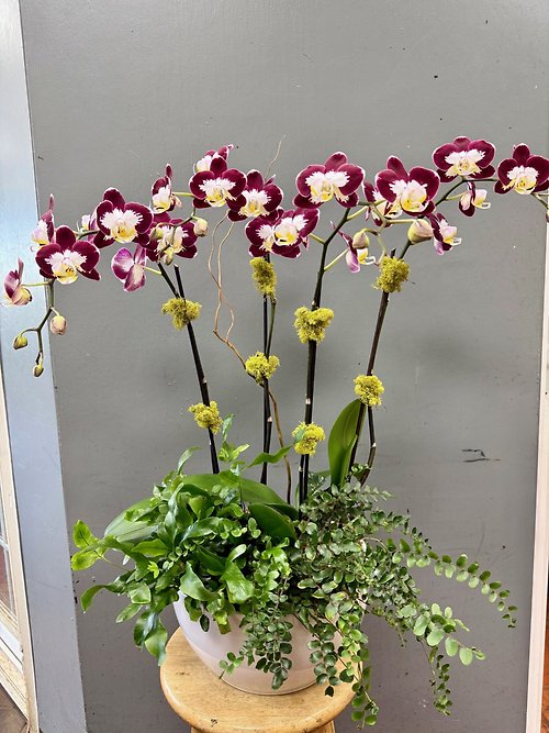 With Appreciation: 4-Spike Burgundy Edge Orchid