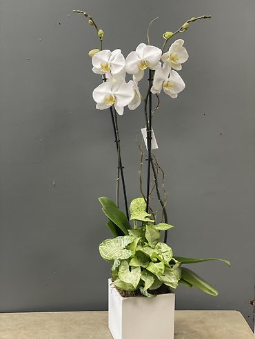 Premium Orchid Planter