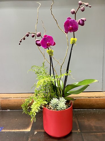 Lunar Orchid