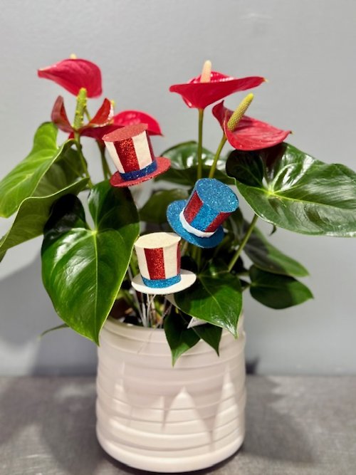 Patriotic Red Anthurium
