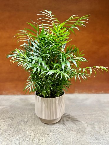 Bella Palm