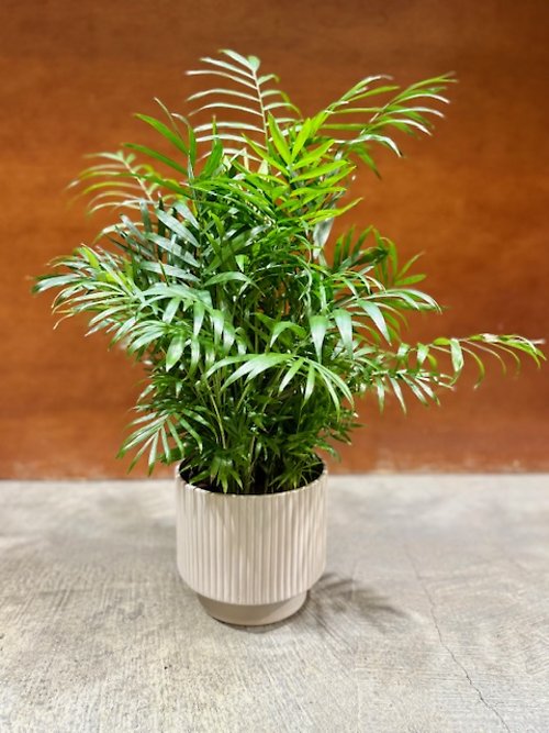 Bella Palm