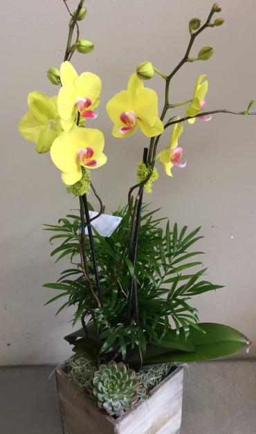 Yellow Orchid Planter