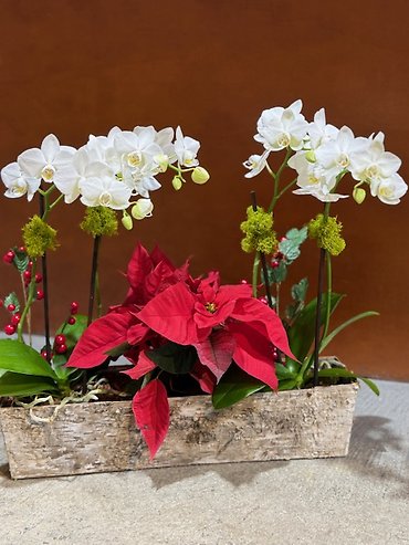 Birch Elegance Orchid Planter