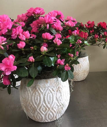 Azalea Plant