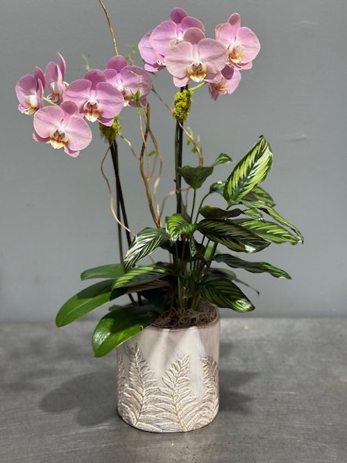 Soft Pink Orchid Planter