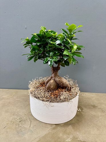Ficus Bonsia