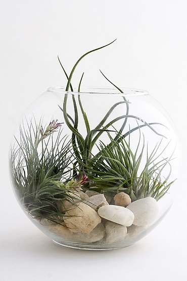 Air Plant Bubble Bowl