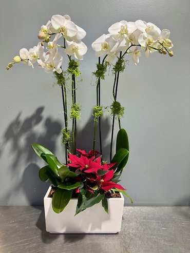Festive Orchid Garden in White Ceramic