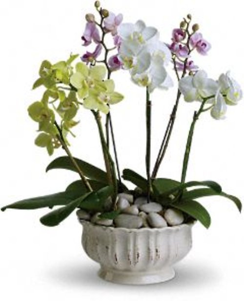 Lovely Orchid Planter