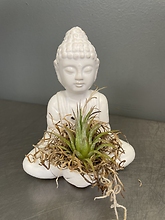 Buddha air plant
