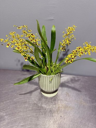 Yellow mini oncidium plant
